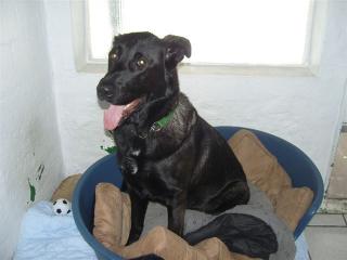 Schwarzer Labrador Retriever/Schäfer Mix - Der Beschützer -
