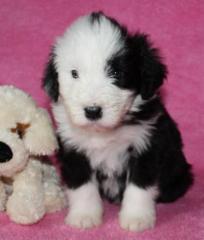 Bearded Collie Welpen von Nonchalanse