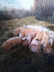 Duroc x Bunte Bentheimer Ferkel Schweine