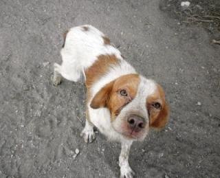 WHISKEY Brittany Spaniel. Trunken vor Glück, wenn man ihn streichelt