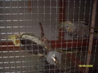 2 handaufgezogene Nymphensittiche, 7 u. 8 Wochen alt, abzugeben