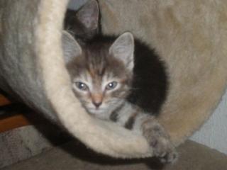 2 Maine Coon Mix Babys abzugeben