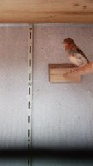 Kannarienvögel intensiv rot und Mosaik
