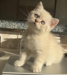 Bkh kitten Kristall blauen Augen