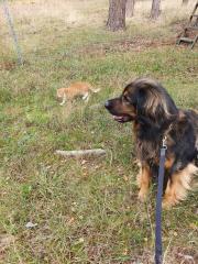 Leonberger-Hovawart-Rüde 7 Jahre