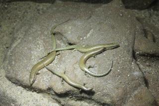 Chalcides ocellatus, Gefleckter Walzenskink 0, 0, 5