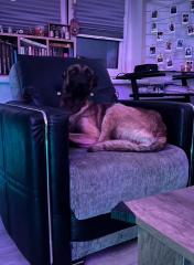 Belgischer Malinois