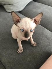 Sphynx-Kitten