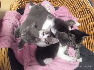 Haus-Katzenbabys kitten