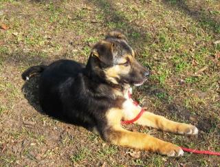 Mischlingswelpe Louie geb. Dezember 2021 sucht ein Zuhause