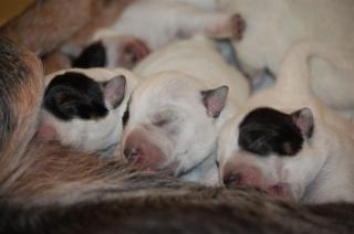 Vielversprechende Australian Cattle Dog Welpen PRA-Frei VDH/FCI