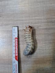 Mecynorrhina polyphemus confluens Larven
