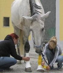 Erste Hilfe Wundversorgung beim Pferd / Salzburg