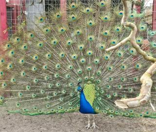 Pfauenhenne Pfau