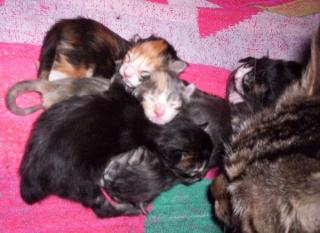 Maine Coon Kitten