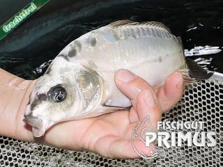 2 Doitsu Ghost Koi - Größe 20-25 cm