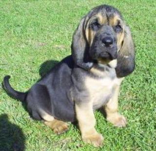 Bloodhound Welpen in black tan