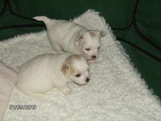 3 süße Chihuahua-Welpen LH, geb. 9. 8. 10