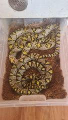 1. 2 Zuchtgruppe Mandarinnatter - Euprepiophis mandarinus