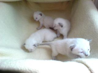4 reinrassige Siambabys
