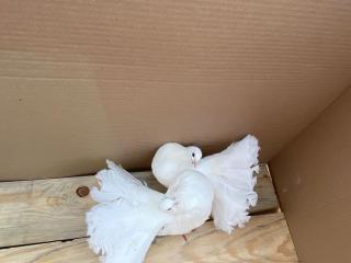 Amerikanische Pfautauben ein Paar Pfau Taube