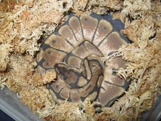 0. 1 Python Regius spider