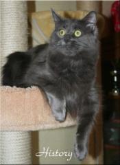 Maine Coon Kastratin