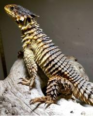 1. 1 Sungazer lizard Smaug Giganteus