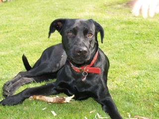 Labradormix in liebevolle Hände anzugeben