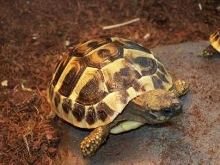 Griechische Landschildkröten Thherc Babys von 2021