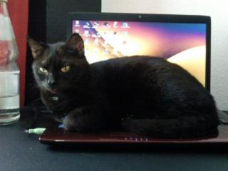 Liebe Hauskatze abzugeben