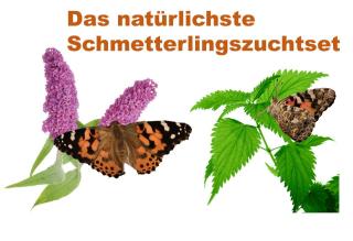 Das natürlichste Schmetterlingszuchtset - für Distelfalter Raupen