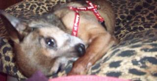 Chihuahuamix Rüde Abzugeben