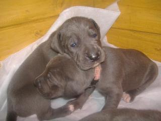 Blaue Riesen mit Papiere Deutsche Dogge