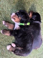 Berner Sennenhund Welpen