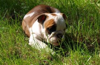 ACHTUNG Hände weg von dieser Englischen Bulldogge .