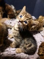 Reinrassige Bengal Kitten
