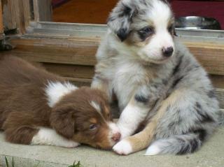Australian Shepherd Welpen