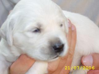 Traumhafte cremfarbene weiße Golden Retriever Welpen