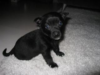 - Bildhübsches Chihuahua Mix Weibchen -