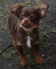 Chihuahuawelpe, chocolate and tan Langhaar