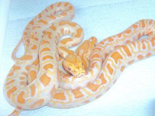 Albino Tigerpython