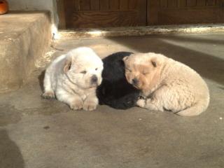 Chow Chow Welpe - Hündinn - zimtbraun Geb. 25. 11. 09