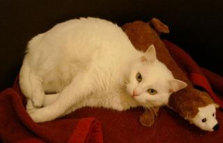 Schneeweißes Katzenmädchen