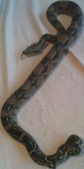 Verkaufe BOA C. het sharp Albino NZ 10