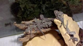 Verkaufe kleine süße Bartagamenbaby s Pogona Vitticeps