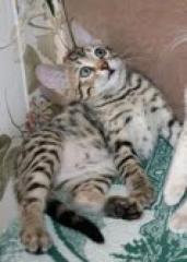 Serval, Savannah, Ocelot, Margay und Caracal Kätzchen