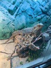Bartagame günstig zu verkaufen