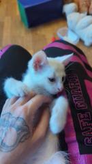Katerchen sucht liebevolles Heim