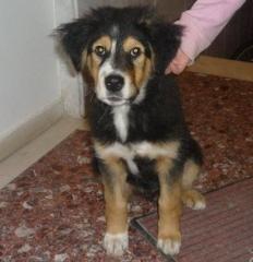 Max der kleine Hundebär wurde am Neujahrstag mitten in Athen ausgesetzt